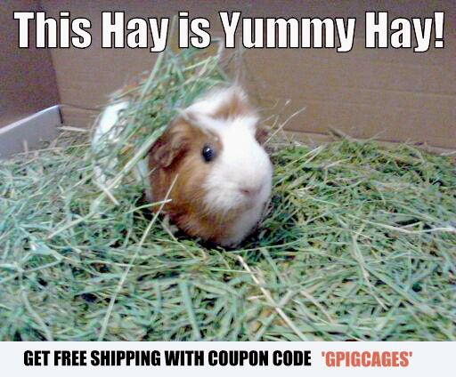 Small Pet Select Hay with Discount Coupon