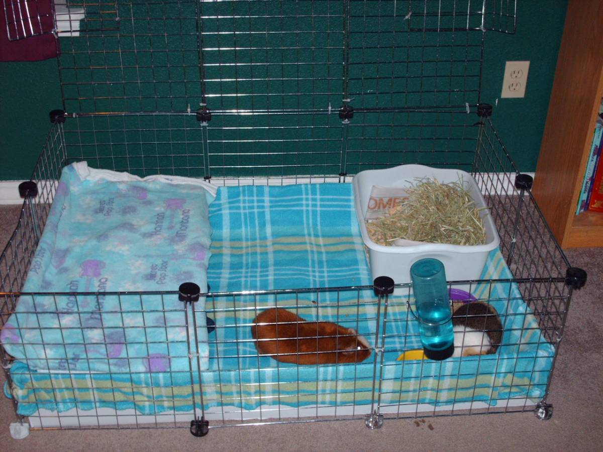 guinea pig cages. new cage - Guinea Pig Cage
