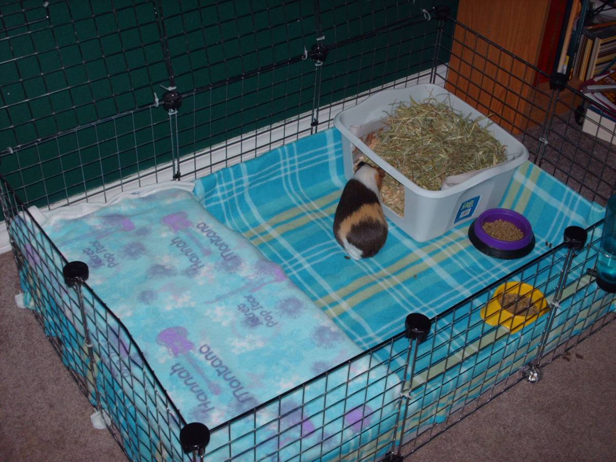 callie and amber's new cage - Guinea Pig Cage Photos