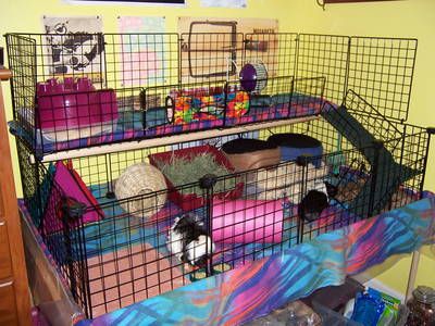 Guinea Pig Cages, Care, Store, Photos of Guinea Pigs and More Forum!
