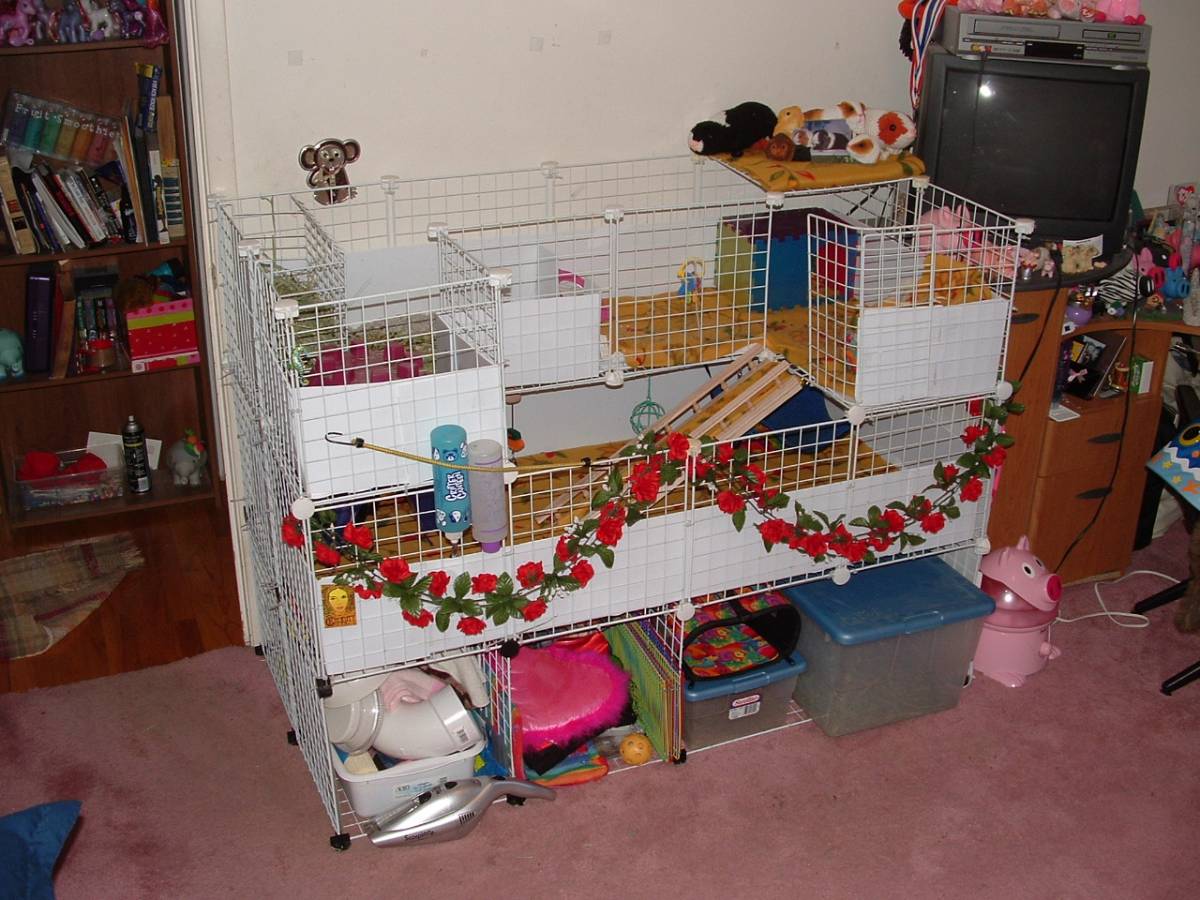 Tags: animal, cage, guinea pig, place, 