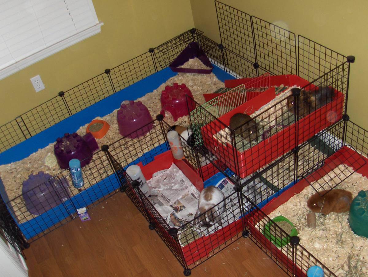 guinea pig cages. Guinea Pig Condos - Guinea Pig