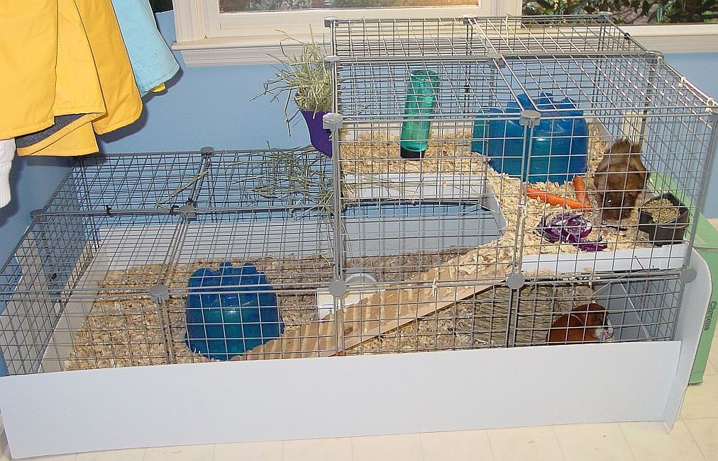 guinea pig cages. Guinea Pig Cage Photos