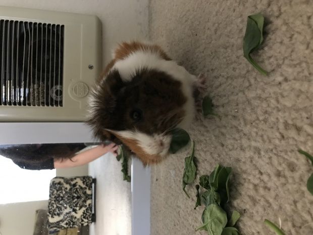 Male piggie in El Paso looking for new home to run around in