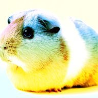 guineapigfied