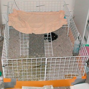 Einstein and Jackie's cage