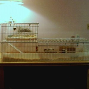 Side View of Whole Cage