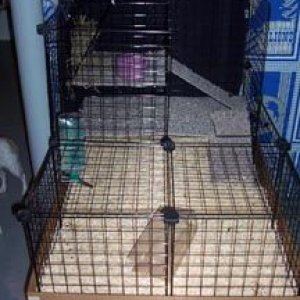 1st cage