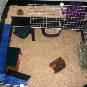 Girls' new cage
