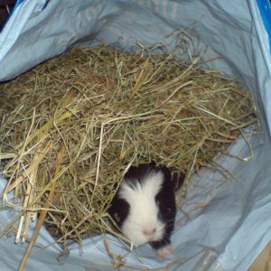Gypsey in hay bag