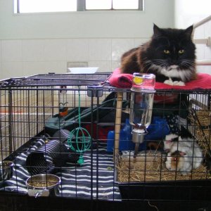 Enclosed cat proof cage