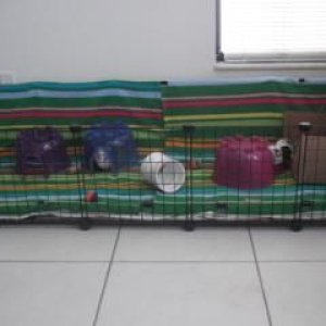 Penny, Chimicuino & Chibi's cage