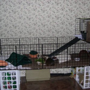 MissP and Piper's cage