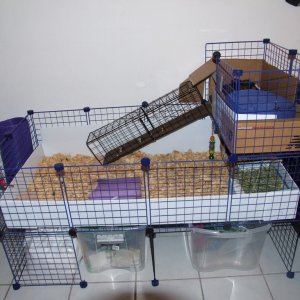 My boys cage