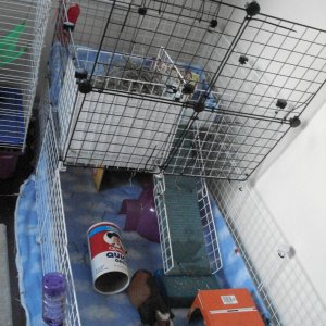 My boys' cage, open (front view)