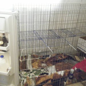 The guinea-pig hotel: A project - 3