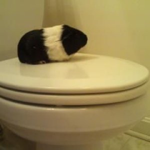 Noel the Potty Trained Cavy