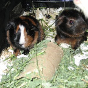tyrone & sally munching on some hay