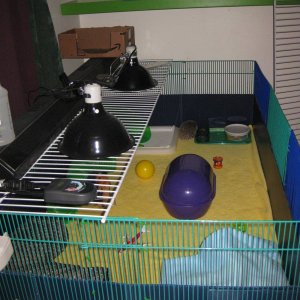 Side of Ziggy the Hedgehog's Cage