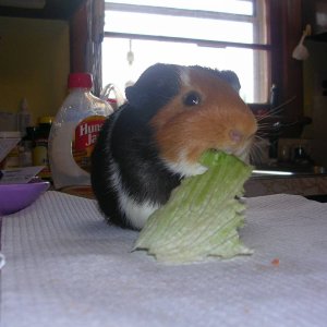 Yummy lettuce