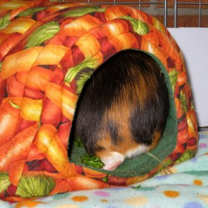 Carrot hidey with butt shot