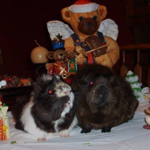 Holiday Pigture