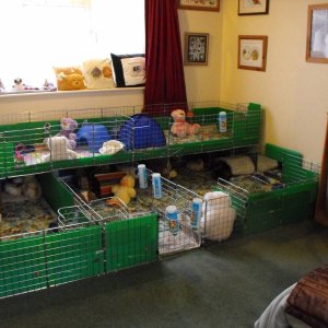 Cages for 14 (Jan 2010)