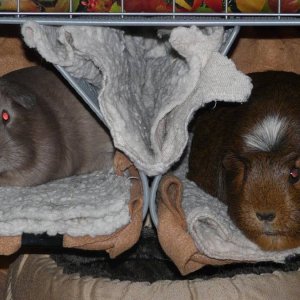 Maxi & Pebbles using the cuddle caves!