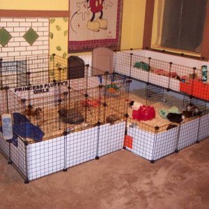 The bunnies cage next to the piggies cage.