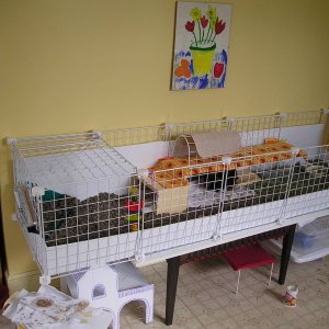 Timmy and Cosmo's cage