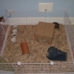 Hedgehog cage
