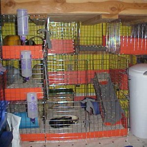 my girl's cage