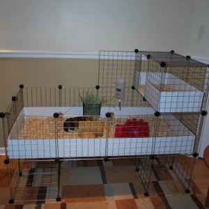 Georgie Girl & Possums New C&C cage