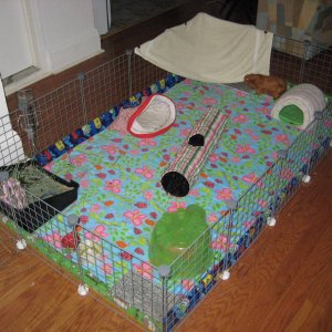 Remodeled piggy cage :)