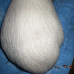 discoloration on fur