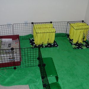 cage for 4 boys