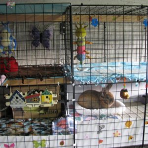 My bunny cage!