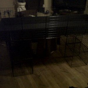 Piggie Penthouse :ROOMATE FOUND! Cage #5  Pigbert & Ernies