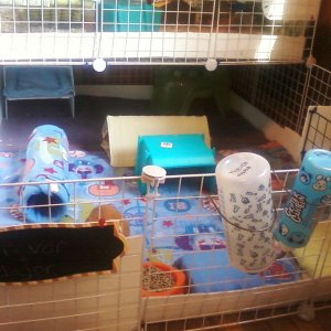 trevor and majors new cage