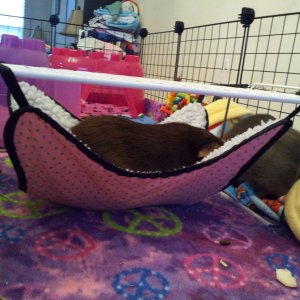 CoCo Trying Out the Hammock