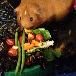 Enjoying a Salad