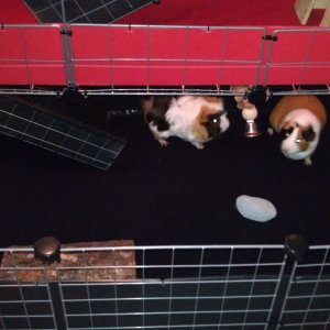 Fleece lined multi - level guinea pig cage