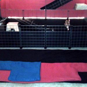 Fleece lined multi - level guinea pig cage