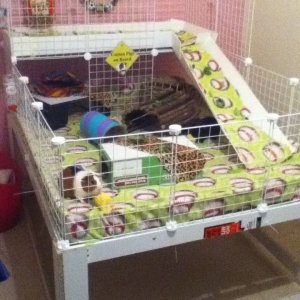 Boys new cage on homemade stand