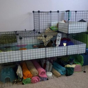2x4 C&C cage with loft