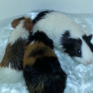 Bath time for the gimals
