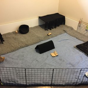 50 square foot DIY cage