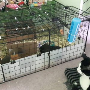 Cat proof Closed Cage-