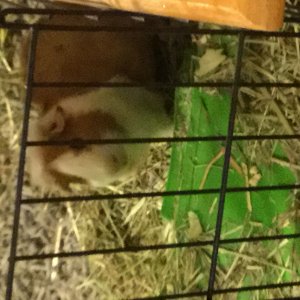 This is her guinea pig.