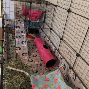 New cavy cage